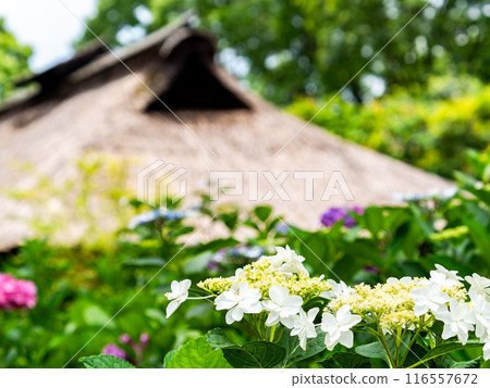 為雨季增添色彩的風景 色彩繽紛、美麗的繡球花 116557672