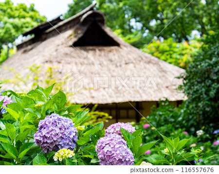 Scenery that colors the rainy season Colorful and beautiful hydrangeas 116557676