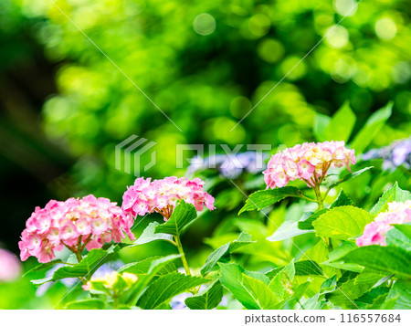 為雨季增添色彩的風景 色彩繽紛、美麗的繡球花 為雨季增添色彩的風景 色彩繽紛、美麗的繡球花 116557684