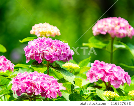 為雨季增添色彩的風景 色彩繽紛、美麗的繡球花 116557688