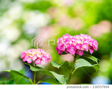 為雨季增添色彩的風景 色彩繽紛、美麗的繡球花 116557694