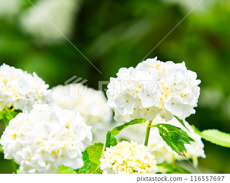 Scenery that colors the rainy season Colorful and beautiful hydrangeas Scenery that colors the rainy season Colorful and beautiful hydrangeas 116557697