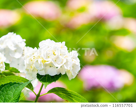 Scenery that colors the rainy season Colorful and beautiful hydrangeas Scenery that colors the rainy season Colorful and beautiful hydrangeas 116557701