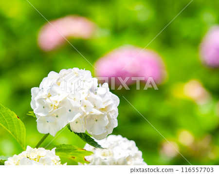 Scenery that colors the rainy season Colorful and beautiful hydrangeas Scenery that colors the rainy season Colorful and beautiful hydrangeas 116557703
