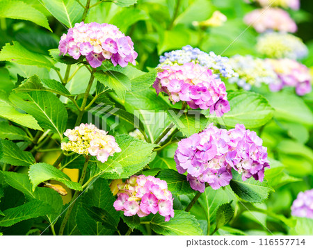 Scenery that colors the rainy season Colorful and beautiful hydrangeas 116557714