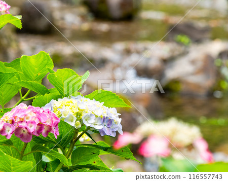 Scenery that colors the rainy season Colorful and beautiful hydrangeas 116557743