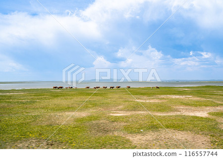 Inner Mongolia 116557744