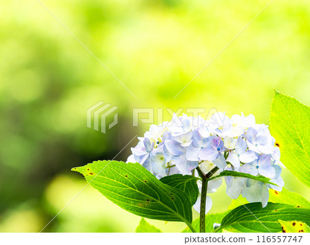 Scenery that colors the rainy season Colorful and beautiful hydrangeas Scenery that colors the rainy season Colorful and beautiful hydrangeas 116557747