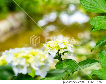 Scenery that colors the rainy season Colorful and beautiful hydrangeas 116557760
