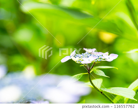 為雨季增添色彩的風景 色彩繽紛、美麗的繡球花 為雨季增添色彩的風景 色彩繽紛、美麗的繡球花 116557762