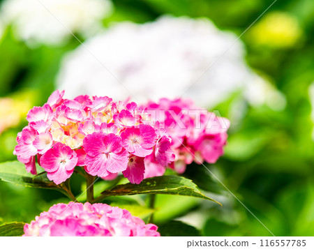 Scenery that colors the rainy season Colorful and beautiful hydrangeas 116557785
