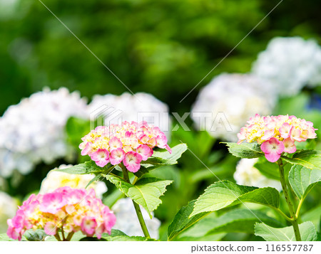 Scenery that colors the rainy season Colorful and beautiful hydrangeas 116557787
