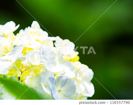Scenery that colors the rainy season Colorful and beautiful hydrangeas 116557790