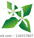 白檸檬花 116557807