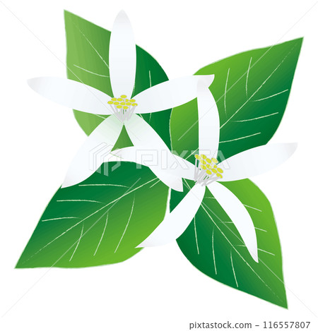 White lemon flower 116557807