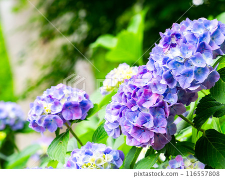 為雨季增添色彩的風景 色彩繽紛、美麗的繡球花 116557808