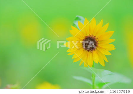 夏天的到來：迷你向日葵在綠樹中盛開，初夏的形象 116557919