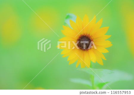 夏天的到來：迷你向日葵在綠樹中盛開，初夏的形象 116557953