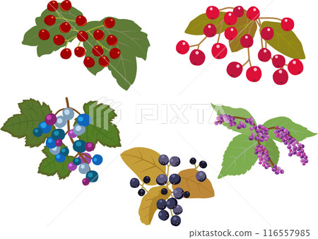 Autumn fruits set Autumn fruits set 116557985
