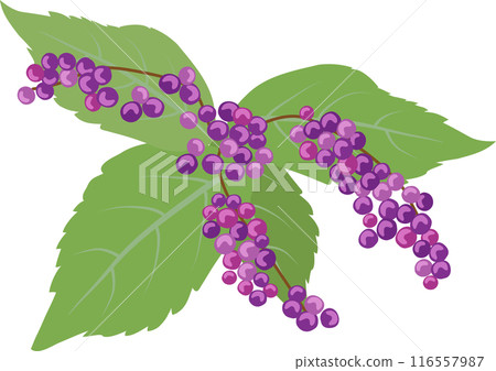 Murasaki Shikibu 116557987