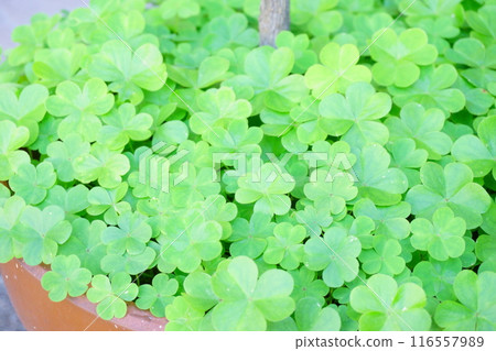 Wood sorrel weeds spreading in a flowerpot Wood sorrel weeds spreading in a flowerpot 116557989