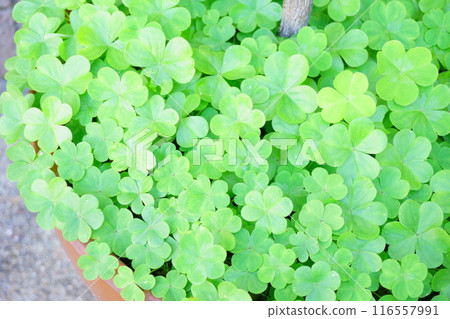 Wood sorrel weeds spreading in a flowerpot 116557991