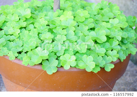 Wood sorrel weeds spreading in a flowerpot 116557992