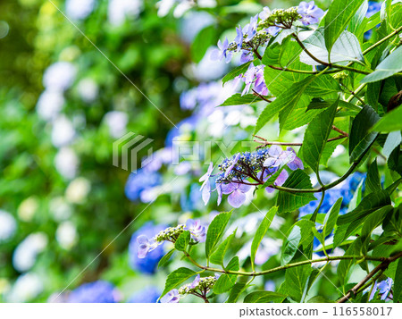 Scenery that colors the rainy season Colorful and beautiful hydrangeas Scenery that colors the rainy season Colorful and beautiful hydrangeas 116558017