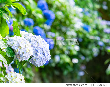 Scenery that colors the rainy season Colorful and beautiful hydrangeas 116558023