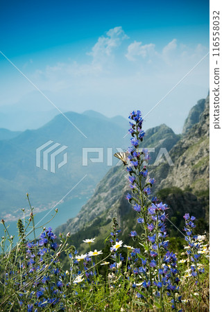 View on the Kotor bay, Montenegro, from Lovcen National Park View on the Kotor bay, Montenegro, from Lovcen National Park 116558032