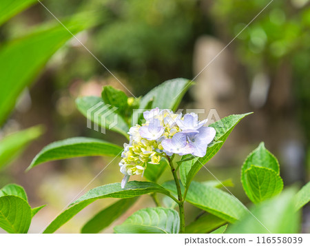Scenery that colors the rainy season Colorful and beautiful hydrangeas Scenery that colors the rainy season Colorful and beautiful hydrangeas 116558039