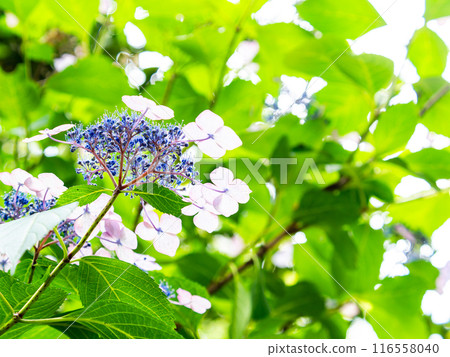 Scenery that colors the rainy season Colorful and beautiful hydrangeas 116558040