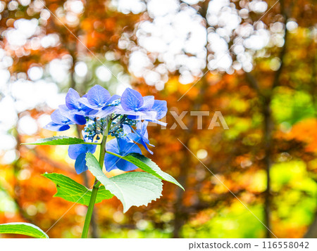 為雨季增添色彩的風景 色彩繽紛、美麗的繡球花 116558042