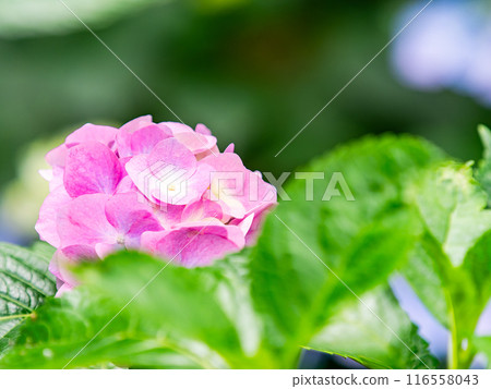 為雨季增添色彩的風景 色彩繽紛、美麗的繡球花 116558043