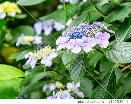 為雨季增添色彩的風景 色彩繽紛、美麗的繡球花 116558044