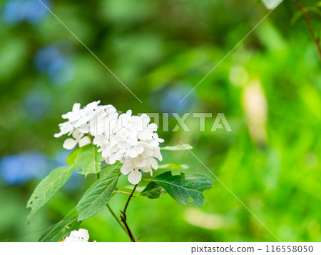 為雨季增添色彩的風景 色彩繽紛、美麗的繡球花 為雨季增添色彩的風景 色彩繽紛、美麗的繡球花 116558050