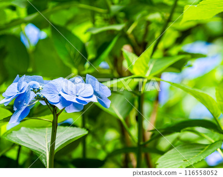 為雨季增添色彩的風景 色彩繽紛、美麗的繡球花 116558052