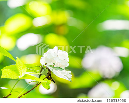 Scenery that colors the rainy season Colorful and beautiful hydrangeas 116558068