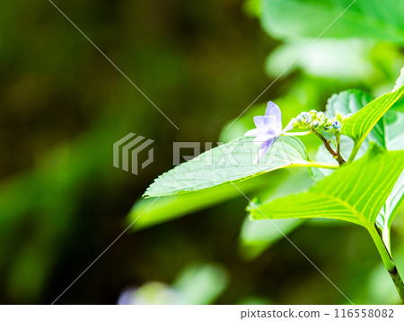 為雨季增添色彩的風景 色彩繽紛、美麗的繡球花 116558082