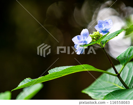 為雨季增添色彩的風景 色彩繽紛、美麗的繡球花 116558083