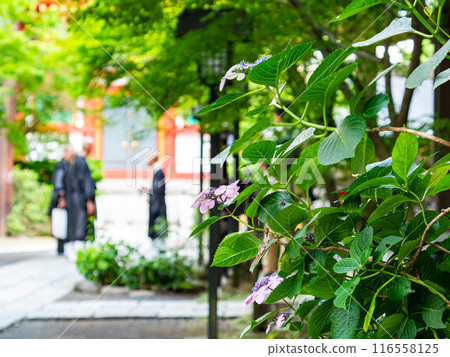 Scenery that colors the rainy season Colorful and beautiful hydrangeas Scenery that colors the rainy season Colorful and beautiful hydrangeas 116558125