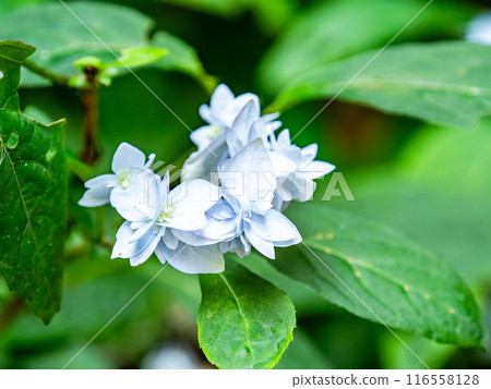 Scenery that colors the rainy season Colorful and beautiful hydrangeas 116558128