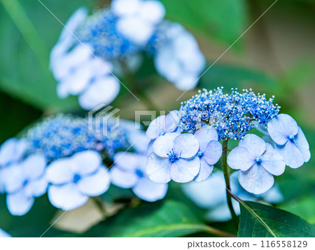 Scenery that colors the rainy season Colorful and beautiful hydrangeas Scenery that colors the rainy season Colorful and beautiful hydrangeas 116558129