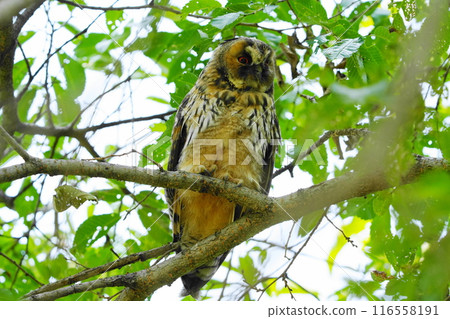 Cute owl chick 116558191