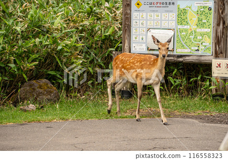 A Ezo deer encountered at the entrance to the Shiretoko Furepe Falls trail 116558323