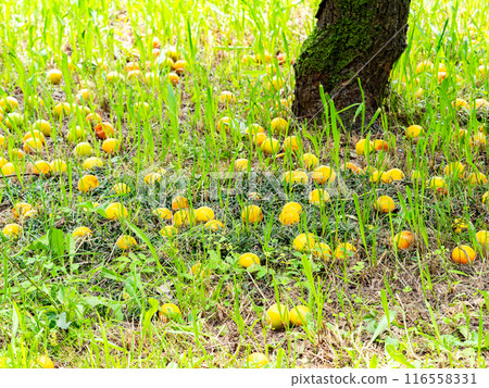 Early summer scenery: Ripe and fallen plum fruits that spread under the plum trees 116558331