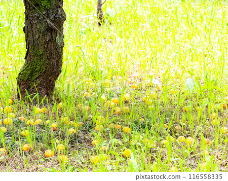 Early summer scenery: Ripe and fallen plum fruits that spread under the plum trees Early summer scenery: Ripe and fallen plum fruits that spread under the plum trees 116558335