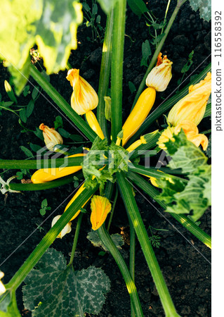 Small zucchinis in the home garden 116558392