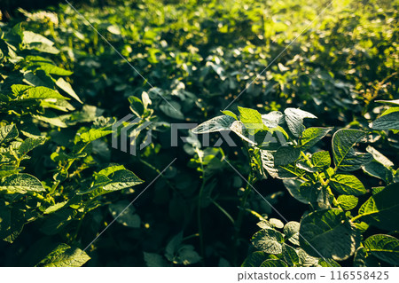 Potato crop green leaves fresh close-up top view macro wallpaper. 116558425