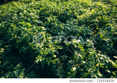 Potato crop green leaves fresh close-up top view macro wallpaper. Potato crop green leaves fresh close-up top view macro wallpaper. 116558426